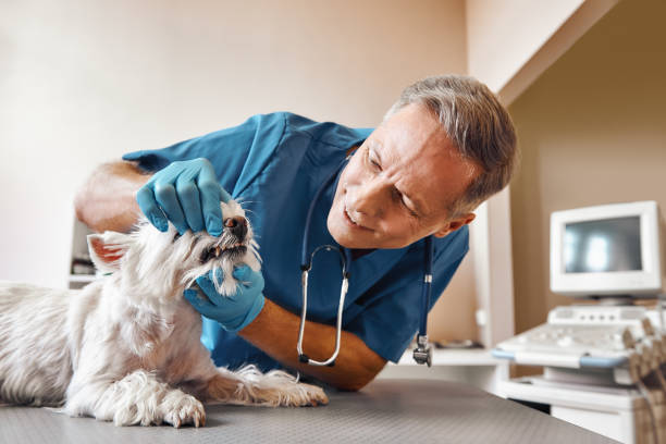 Best Same-Day Emergency Dentist in West Swanzey, NH